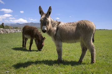 Two donkeys in green grass