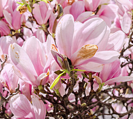 Pink Magnolia branch flowers, tree flowers, floral background.