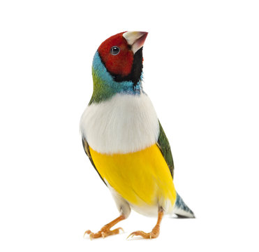 Gouldian Finch, Erythrura gouldiae