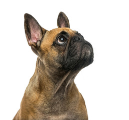 French Bulldog (2 years old) in front of a white background