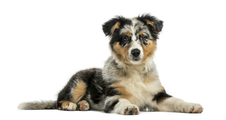 Australian Shepherd (3,5 months old)