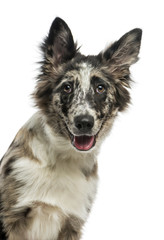 Border Collie (4 years old) in front of a white background