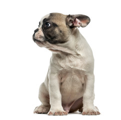 Fototapeta premium French Bulldog (3 months old) in front of a white background