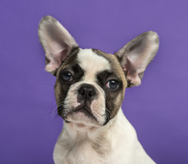 French Bulldog (3 months old) in front of a purple background