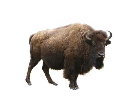 european bison isolated on white background