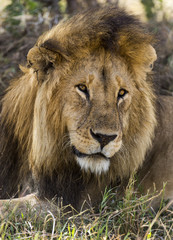 Naklejka na ściany i meble Close-up of a Lion, Serengeti, Tanzania, Africa