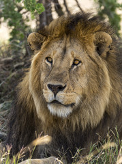 Close-up of a Lion, Serengeti, Tanzania, Africa