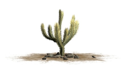 Cholla Cactus - isolated on white background