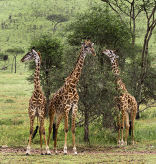 Herd of giraffe, Serengeti, Tanzania, Africa