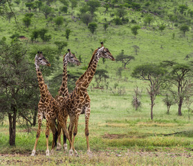 Naklejka na ściany i meble Herd of giraffe, Serengeti, Tanzania, Africa