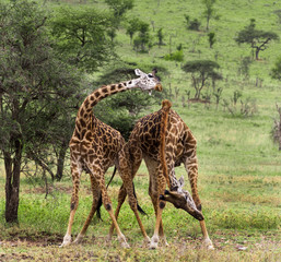 Obraz premium Herd of giraffe, Serengeti, Tanzania, Africa