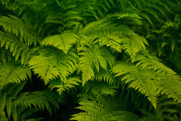 rainforest background