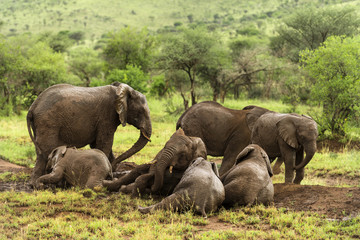 Naklejka na ściany i meble Herd of elephants resting, Serengeti, Tanzania, Africa