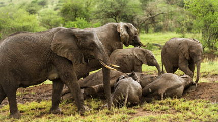 Naklejka na ściany i meble Herd of elephants resting, Serengeti, Tanzania, Africa