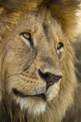 Fototapeta premium Close-up of a Lion, Serengeti, Tanzania, Africa