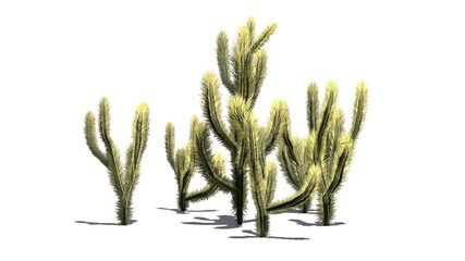 Cholla Cactus - isolated on white background