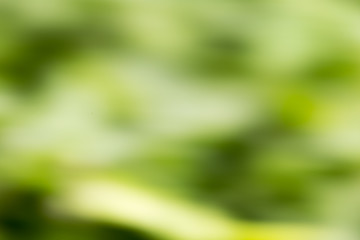 beautiful bokeh in nature in motion