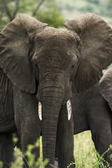 Fototapeta na wymiar Close-up of an elephant, Serengeti, Tanzania, Africa