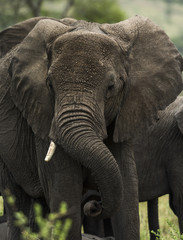 Close-up of an elephant, Serengeti, Tanzania, Africa