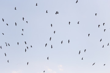 silhouette of a flock of birds in the blue sky