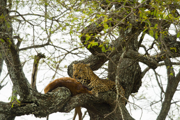 Leopard in a tree with its prey, Serengeti, Tanzania, Africa