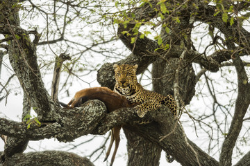 Fototapeta na wymiar Leopard in a tree with its prey, Serengeti, Tanzania, Africa