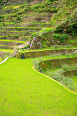 Rice terraces in the Philippines. Rice cultivation in the North