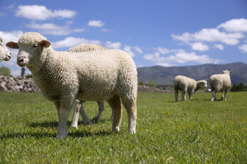 Naklejka na ściany i meble Sheep eating green grass under blue sky