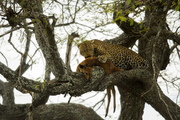 Leopard in a tree with its prey, Serengeti, Tanzania, Africa
