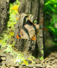 fish in an aquarium