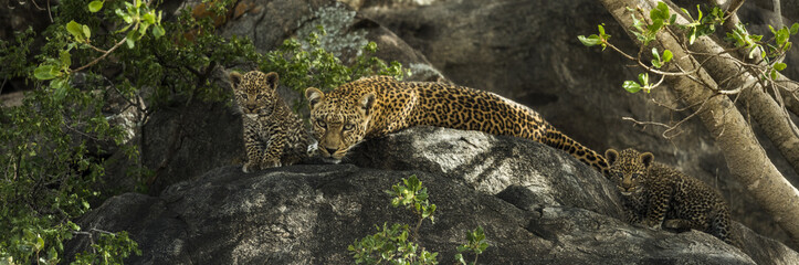 Leoprad and her cubs resting on rocks, Serengeti, Tanzania - obrazy, fototapety, plakaty