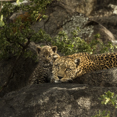 Leoprad and her cubs resting on rocks, Serengeti, Tanzania