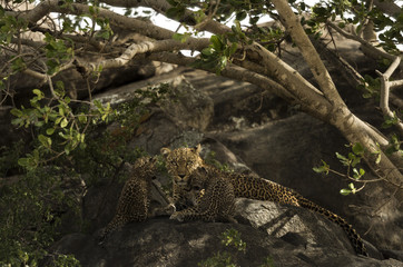 Leoprad and her cubs resting on rocks, Serengeti, Tanzania