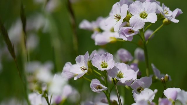 Wiesenschaumkraut