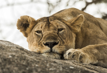 Close-up of a lioness resting on rock, Serengeti, Tanzania