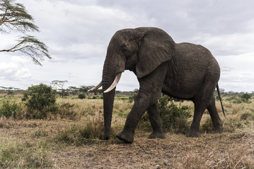 Fototapeta na wymiar Elephant walking, Serengeti, Tanzania, Africa