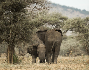 Fototapeta premium Young elephants playing, Serengeti, Tanzania, Africa