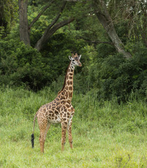 Young giraffe standing, Serengeti, Tanzania, Africa