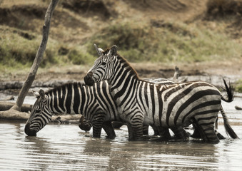 Fototapeta na wymiar Zebras standing and drinking in a river, Serengeti, Tanzania