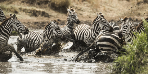 Fototapeta na wymiar Zebras galloping in a river, Serengeti, Tanzania, Africa
