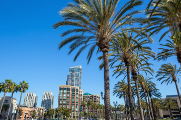 Fototapeta na wymiar Palm tree and San Diego city