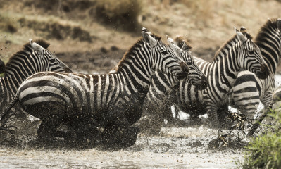 Fototapeta na wymiar Zebras galloping in a river, Serengeti, Tanzania, Africa