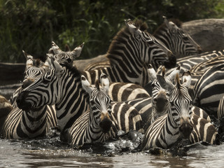 Zebras walking in a river, Serengeti, Tanzania, Africa
