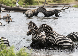 Zebras fighting in a river, Serengeti, Tanzania, Africa