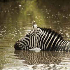 Fototapeta na wymiar Zebra drinking in a river, Serengeti, Tanzania, Africa