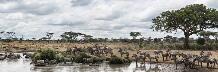 Fototapeta na wymiar Herd of zebras resting by a river, Serengeti, Tanzania, Africa