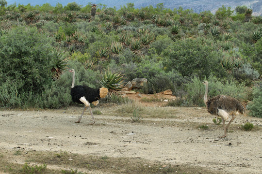 A couple of ostriches in oudtshoorn area