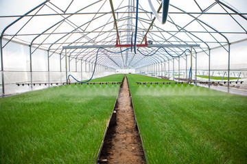 Obraz premium Greenhouse watering system in action