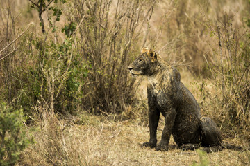 Dirty lioness sitting, Serengeti, Tanzania, Africa
