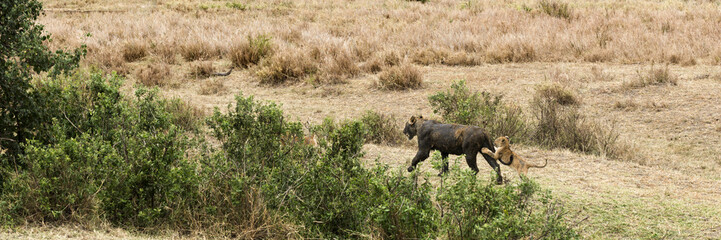 Dirty lioness walking with its cub, Serengeti, Tanzania, Africa